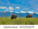 American Bison Grazing on the Bison Range with the Mission Mountains in the Background, Moiese Montana.