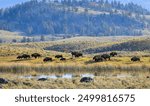 American bison herd grazing next to a pond in the early morning autumn light in the Hayden Valley, Yellowstone National Park, Wyoming, USA 