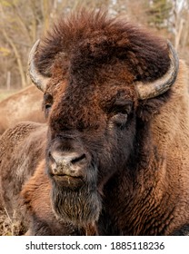 American Bison, Bison Herd Or Isolated, Bison 