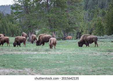 American Bison Herd In Yellowstone National Park With Their Calves