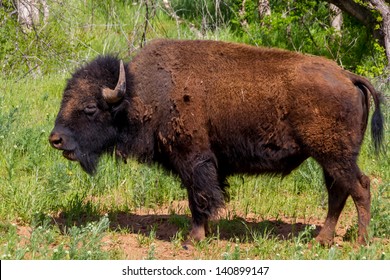 American Bison (Bison Bison), Also Known As American Buffalo, Being Raised In Oklahoma.  Same Profile As On The American Buffalo Nickel.