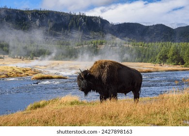 American bison (bison bison), little firehole river, yellowstone national park, unesco world heritage site, wyoming, united states of america, north america