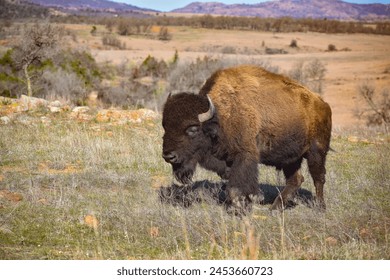 American Bison located in the Wichita Mountains Wildlife Refuge. 