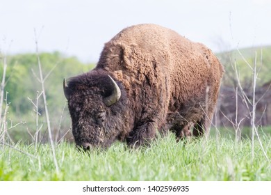 American Bison Midewin National Tallgrass Prairie 