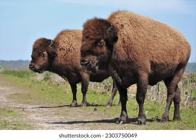 American Bison Paynes Prairie Florida - Shutterstock ID 2303750049