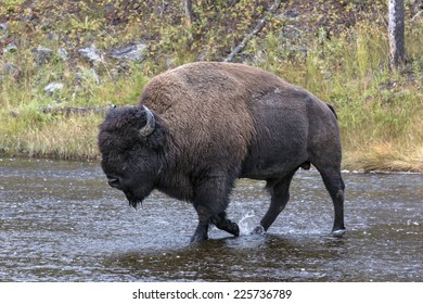 American Bison - Rut Bull Crossing Stream