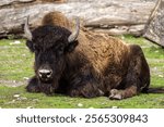 The American bison or simply bison, also commonly known as the American buffalo or simply buffalo, is a North American species of bison that once roamed North America in vast herds.