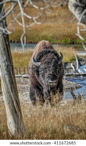 Similar – mr. bison Wild animal