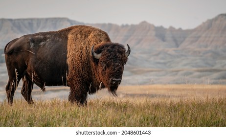 Bison estadounidense en Dakota del Sur