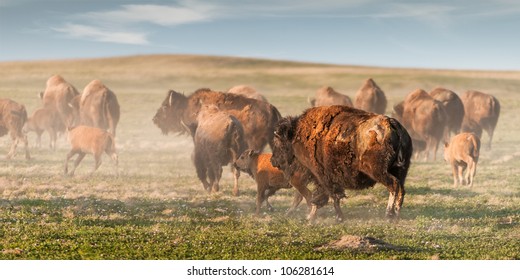 American Bison (Bison Bison) Stampede - Herd Of American Bison Run Away Causing Dust Cloud