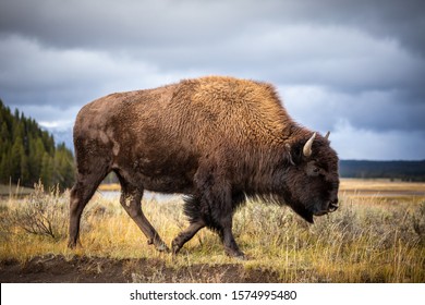 American bison walking and looking for food in Yellowstone National Park, Wyoming, USA.