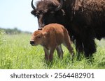 American Bison (Bison bison) walking through the prairie at Joseph H. Williams Tallgrass Prairie Preserve The Nature Conservancy in Oklahoma.