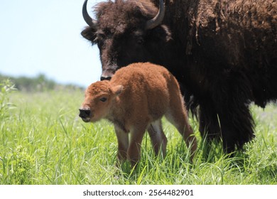 American Bison (Bison bison) walking through the prairie at Joseph H. Williams Tallgrass Prairie Preserve The Nature Conservancy in Oklahoma.