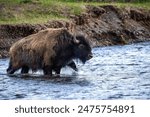 American Bison walking through the river