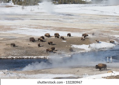 American Bison in winter at Yellowstone National Park