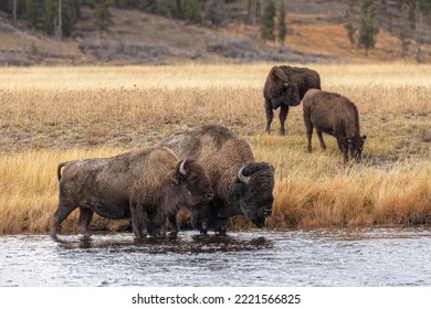 American Bison. Yellowstone National Park, Wyoming