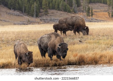 American Bison. Yellowstone National Park, Wyoming