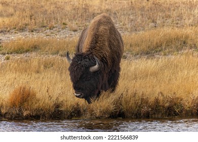 American Bison. Yellowstone National Park, Wyoming