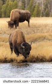 American Bison. Yellowstone National Park, Wyoming