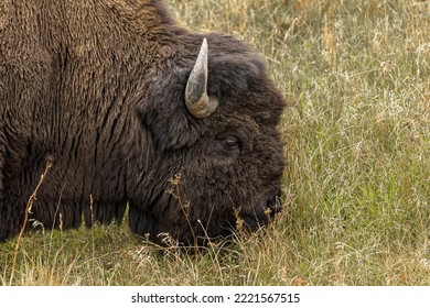 American Bison. Yellowstone National Park, Wyoming