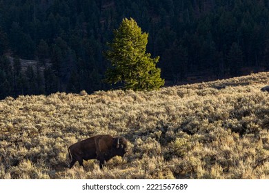 American Bison. Yellowstone National Park, Wyoming