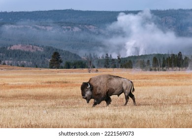 American Bison. Yellowstone National Park, Wyoming