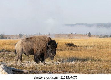 American Bison. Yellowstone National Park, Wyoming