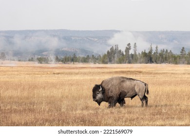 American Bison. Yellowstone National Park, Wyoming