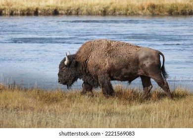 American Bison. Yellowstone National Park, Wyoming