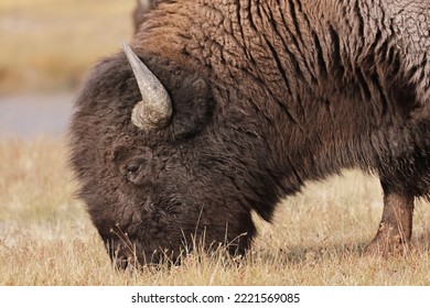 American Bison. Yellowstone National Park, Wyoming