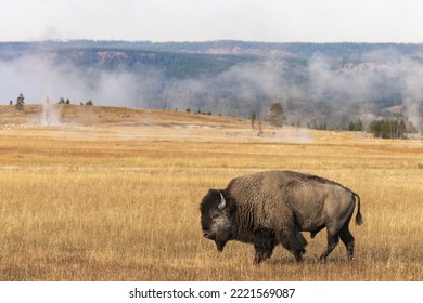 American Bison. Yellowstone National Park, Wyoming