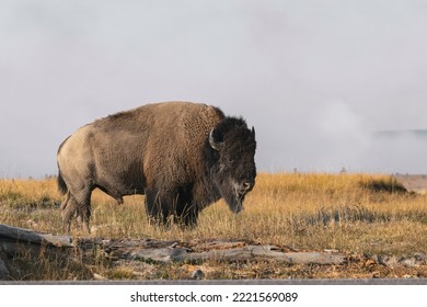 American Bison. Yellowstone National Park, Wyoming