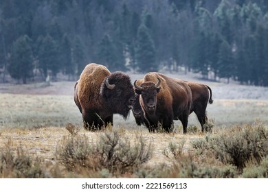 American Bison. Yellowstone National Park, Wyoming