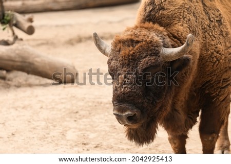 American bison in zoo enclosure, space for text