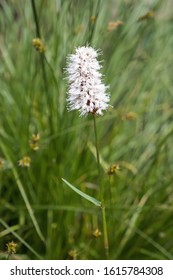 American Bistort, A Perennial Herb In The Buckwheat And Knotweed Family