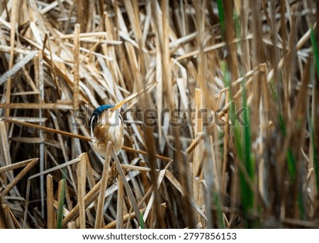 American bittern partially concealed within dense marsh vegetation in a wetland environment. The bird's striped plumage blends naturally with the surrounding reeds and plants, showcasing its remarkable camouflage. This secretive wading bird remains alert while hidden among the vegetation, illustrating a characteristic survival strategy used for hunting and protection in North American wetlands.