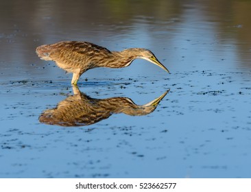 American Bittern with Reflection