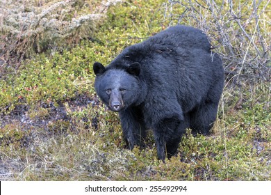 American Black Bear