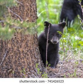 American Black Bear Cub In A Forest