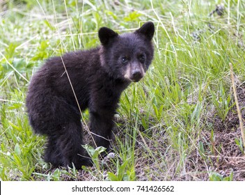 American Black Bear Cub In A Forest