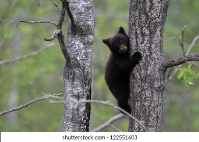 American Black Bear Cub In Tree