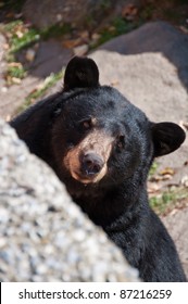 American Black Bear. A curious bear peeks out from its natural habitat on Grandfather Mountain, North Carolina.