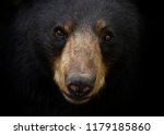 American Black bear face up close looking at the camera in the meadow in autumn in Canada