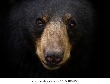 American Black bear face up close looking at the camera in the meadow in autumn in Canada