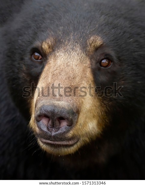 American Black Bear Face Close Meadow Stock Photo 1571313346 | Shutterstock