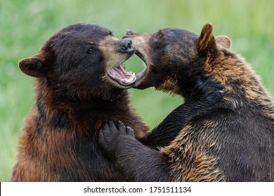 baby grizzly bear fighting