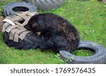 The American black bear  is a medium-sized bear native to North America.
