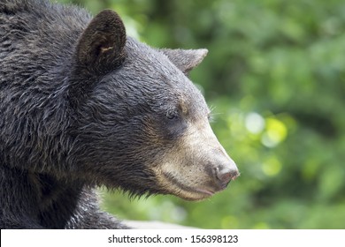 American Black Bear Pacific Northwest Wildlife Animal Portrait Closeup