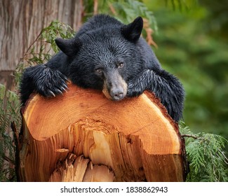 American black bear resting on the wood log
