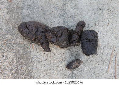 85 Bear scat Images, Stock Photos & Vectors | Shutterstock